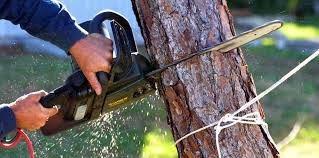 How Our Tree Care Process Works  in  Lake Meade, PA