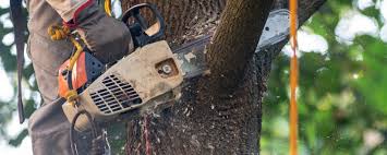 Best Emergency Tree Removal  in Lake Meade, PA