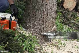 Trusted Lake Meade, PA Tree Care Experts