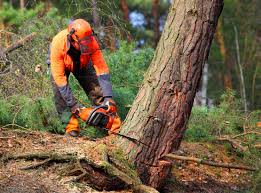 Lake Meade, PA Tree Care Company