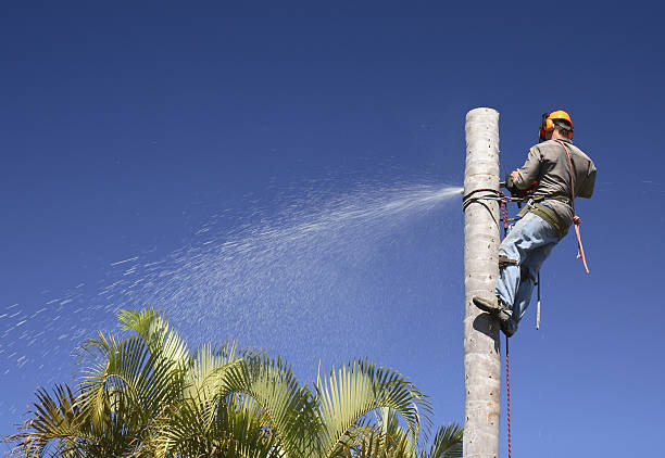 Best Arborist Consultation Services  in Lake Meade, PA