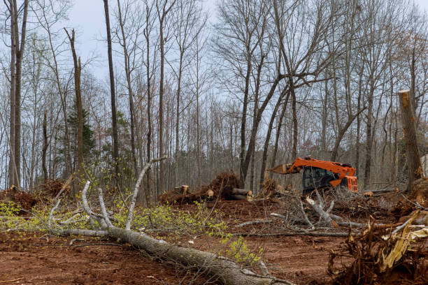 Best Utility Line Clearance  in Lake Meade, PA