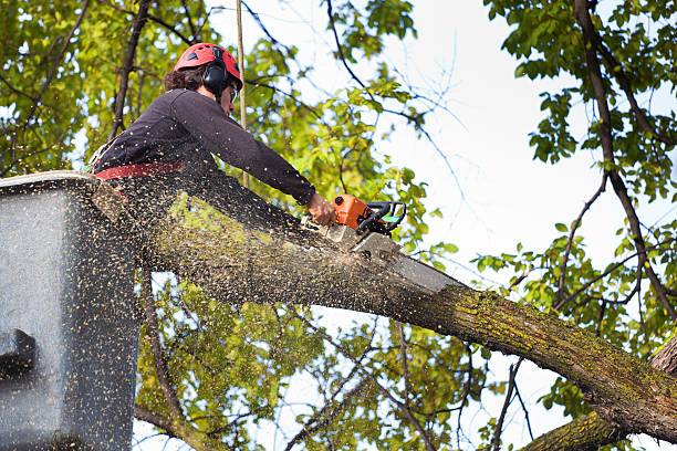 Best Tree Risk Assessment  in Lake Meade, PA