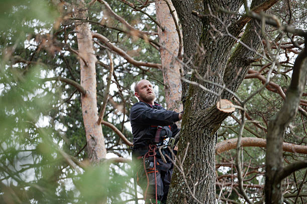 How Our Tree Care Process Works  in  Lake Meade, PA